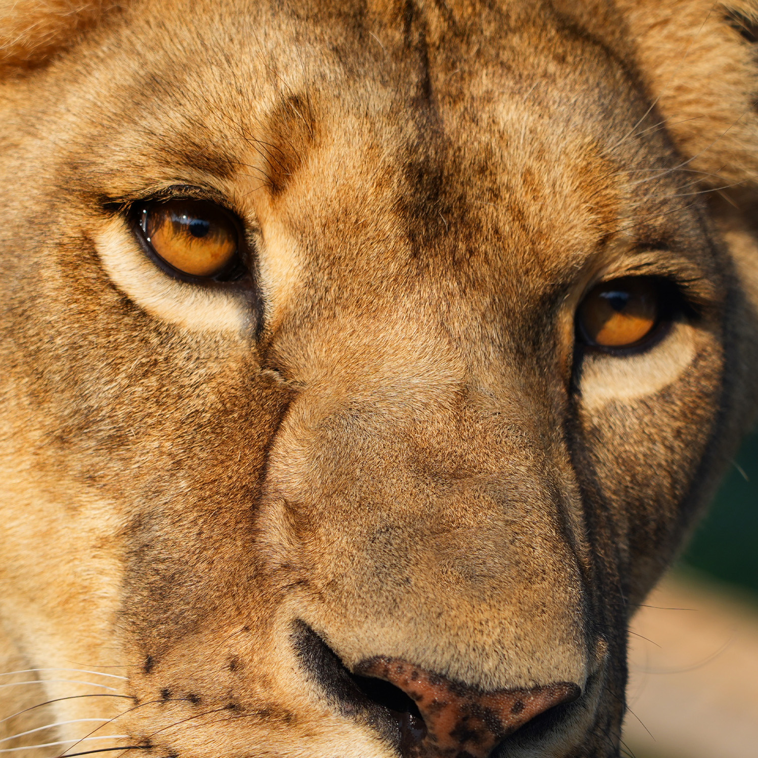 SFC-ZOO-VISUELCARRE-site-mission-1-lionne